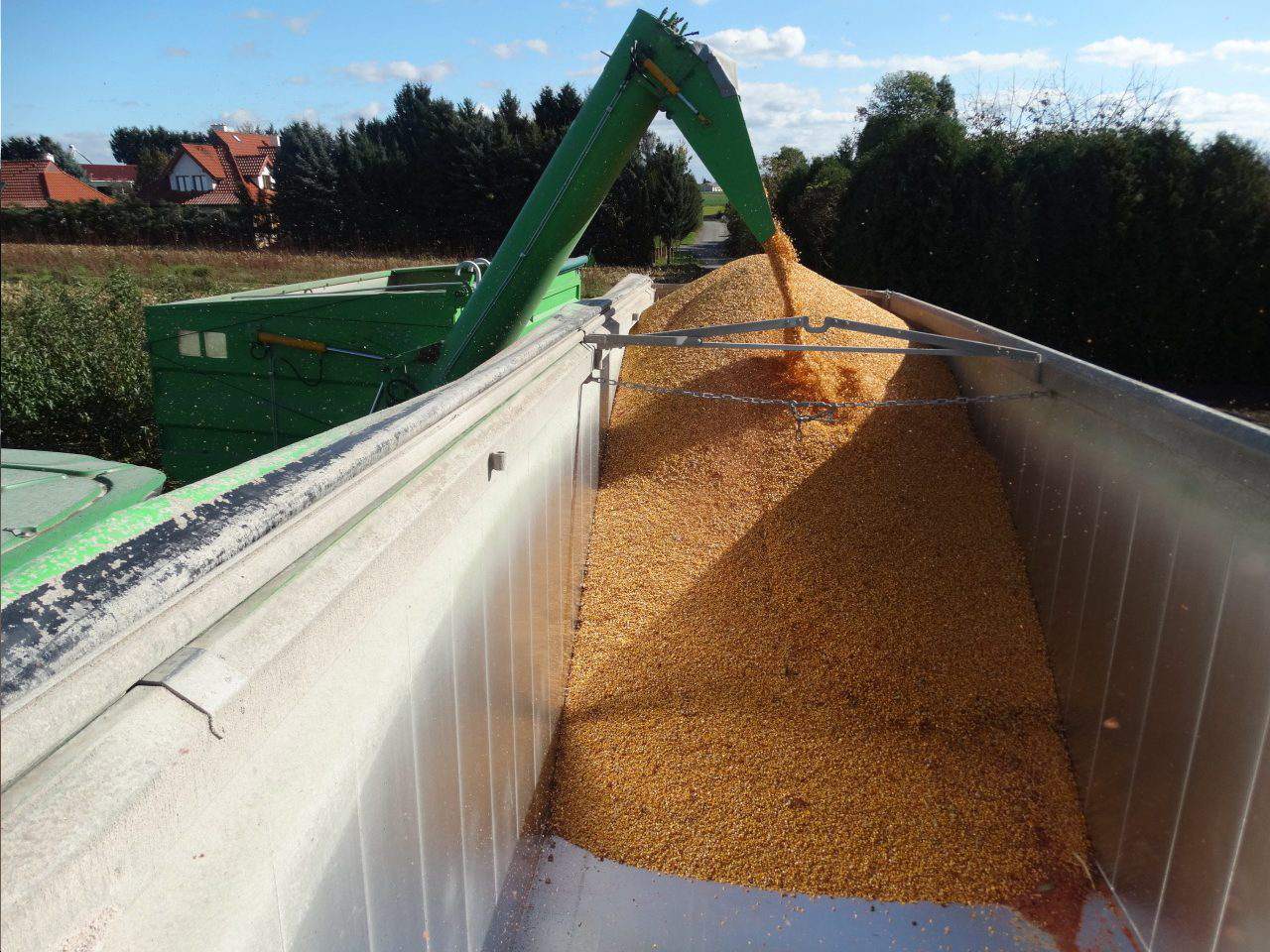 skup zbóż, zbiór zbóż