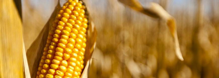 Amrol Sławomir Cygan