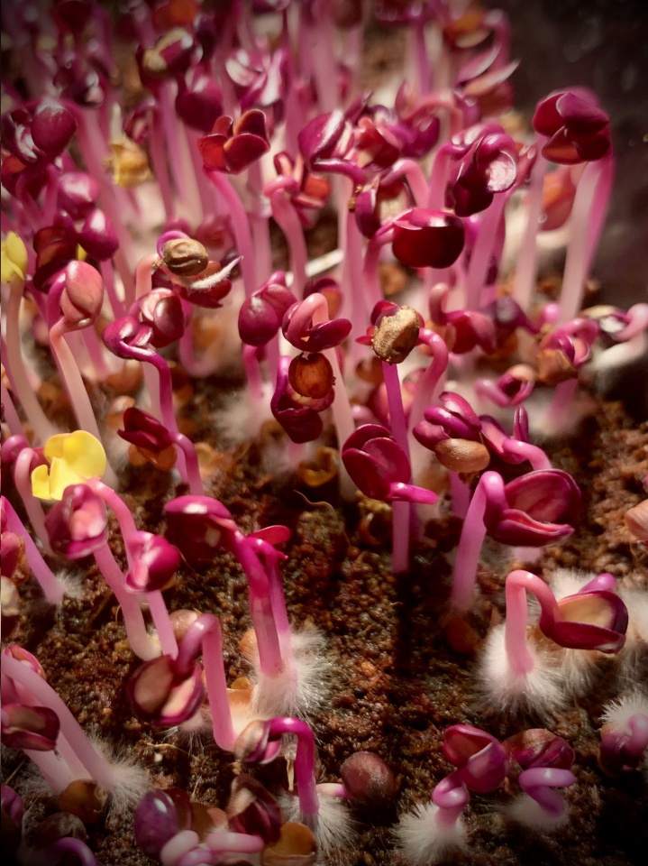 mikroliście słonecznika