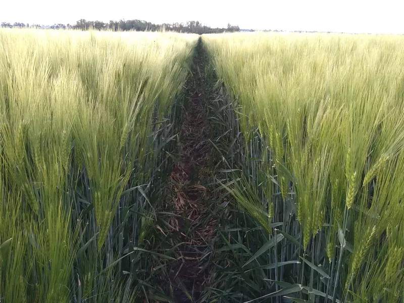 Artur Barczak Gospodarstwo rolne