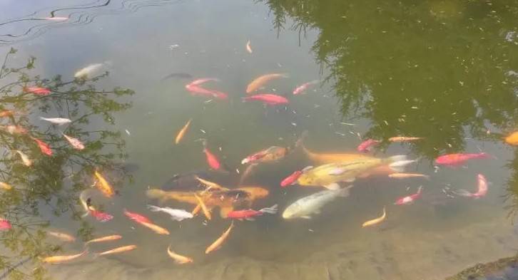 oczyszczanie stawów