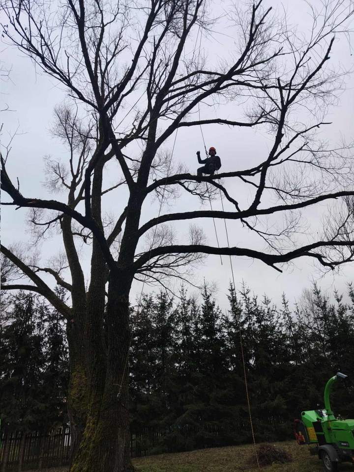 pielęgnacja i wycinka drzew