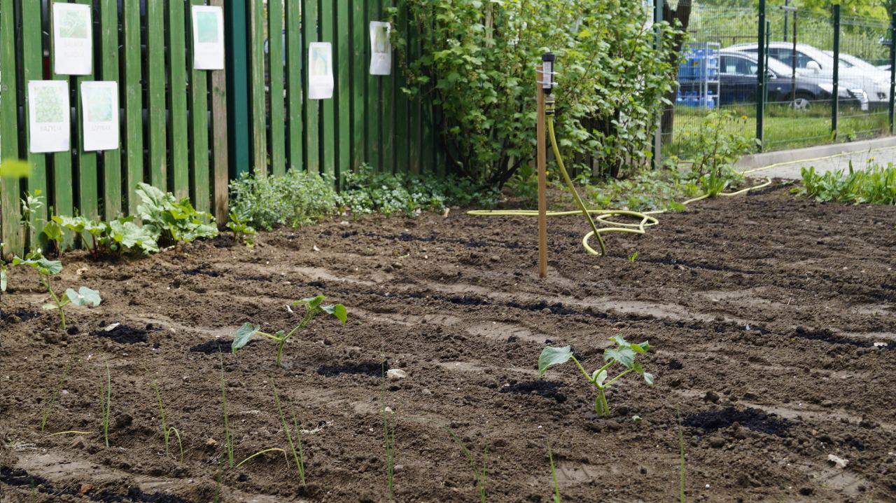 zajęcia w ogrodzie dla seniorów