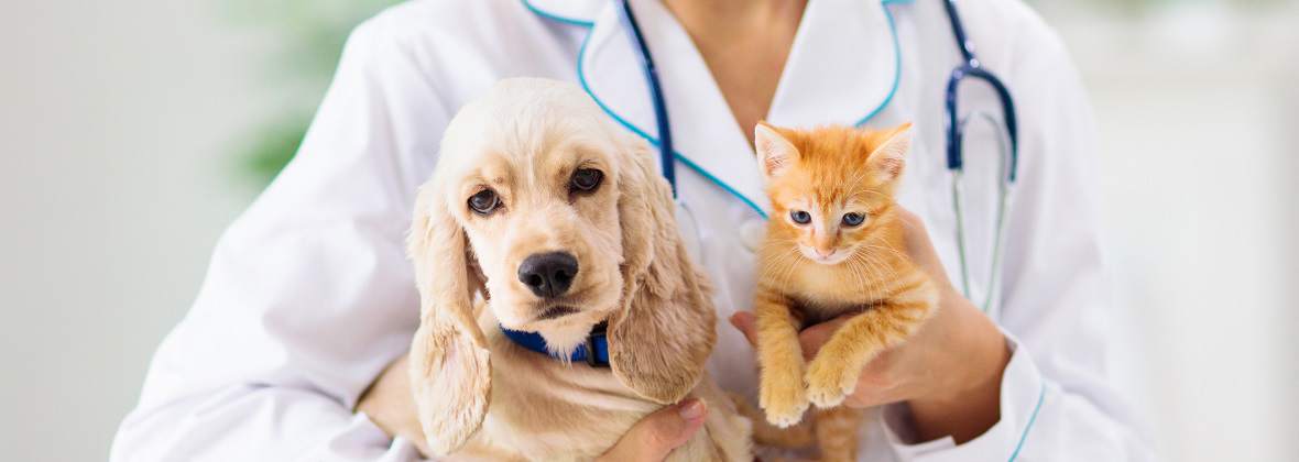 Przychodnia Weterynaryjna Dominika Domańska-Chrzanowska