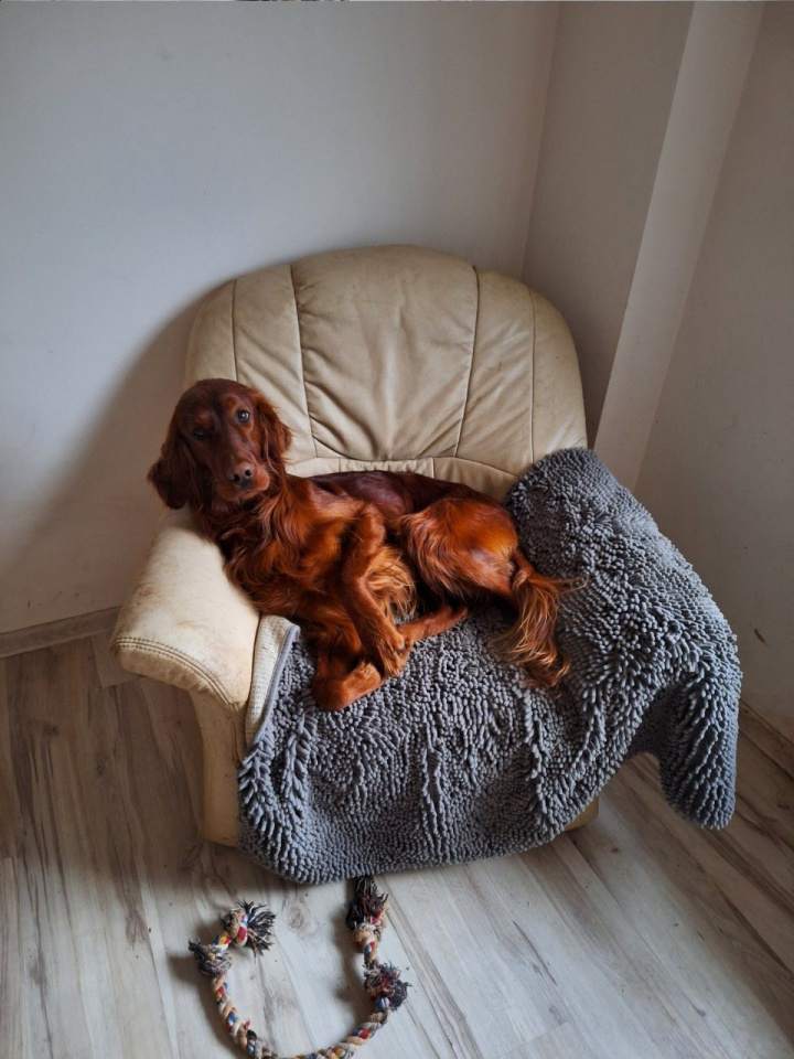 Hotele dla zwierząt