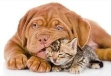 Ekovet Przychodnia Weterynaryjna