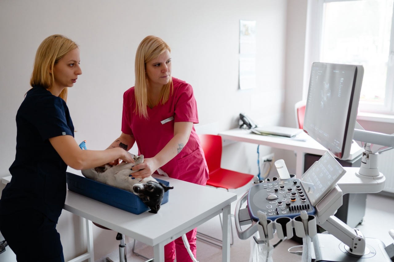 chirurg weterynarz