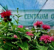 wszystko do ogrodu, akcesoria ogrodnicze, hurtownia ogrodnicza