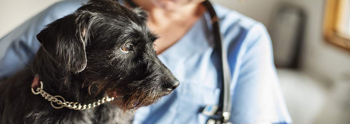 Devon Przychodnia Weterynaryjna