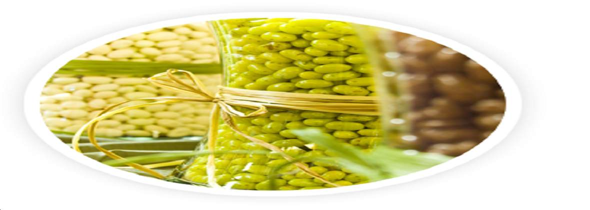 Centrala Nasienna Sp. z o.o.