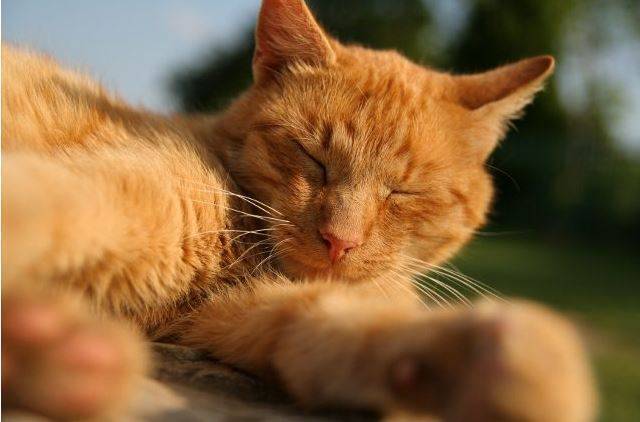 usługi weterynaryjne, lecznica dla zwierząt, przychodnia weterynaryjna