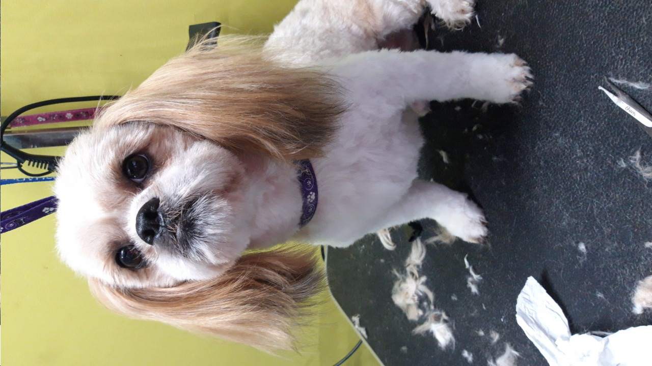 strzyżenie zwierząt