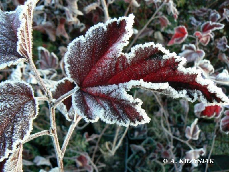 szkółka drzew, drzewa i krzewy ozdobne, krzewy iglaste, krzewy liściaste
