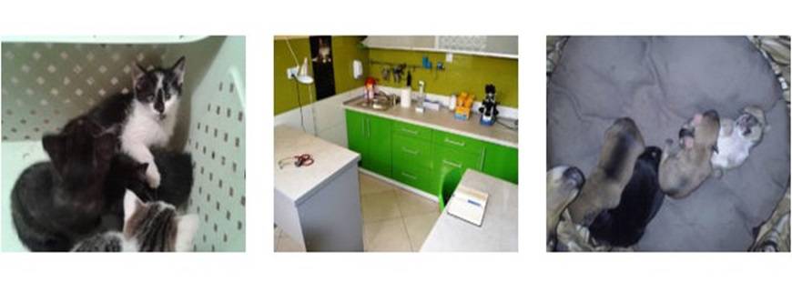 Felis Przychodnia Weterynaryjna Agnieszka Hałaczkiewicz-Czernicka