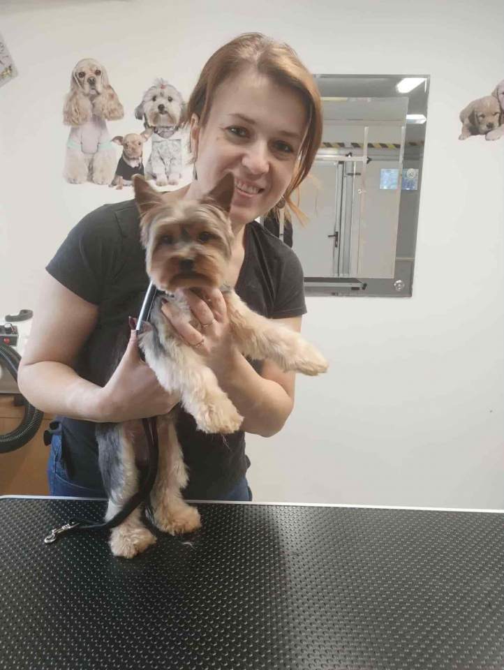 stylizacja sierści psa