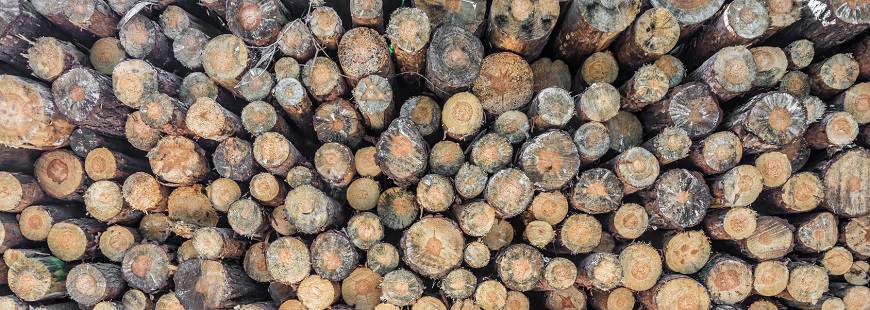 Zakład Drzewny Bartosz Kałużny, Karnin