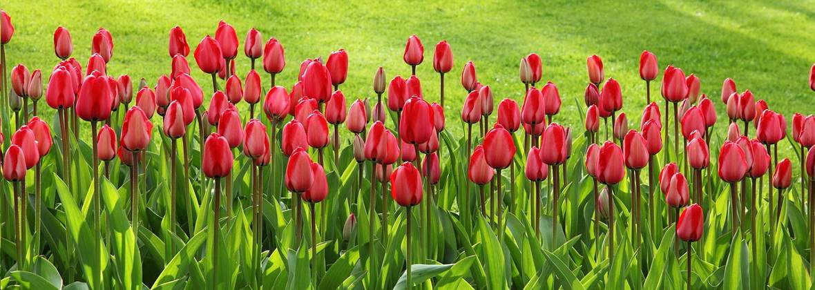 Strefa Zieleni Marcin Czyrka