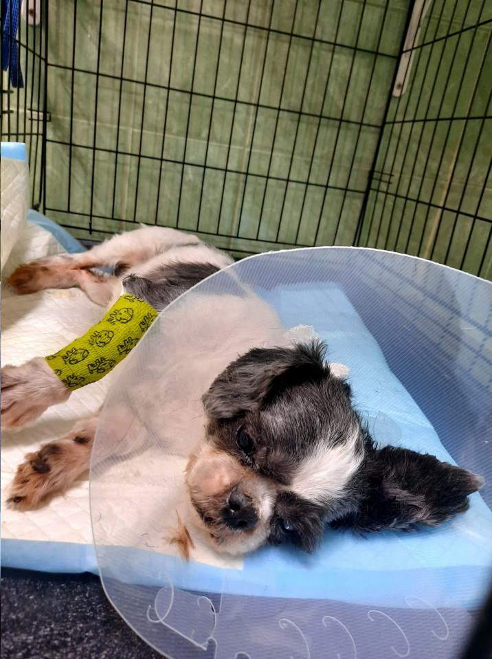 gabinet weterynaryjny