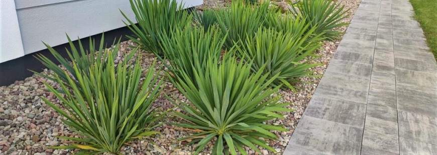 Ogrody Luizy Krystian Porzuczek