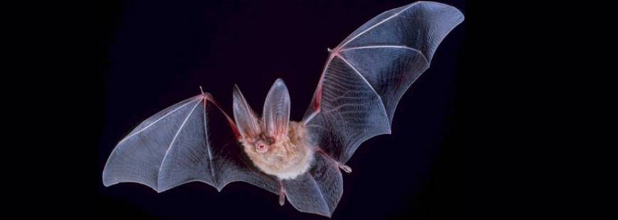 Nietoperek Aneta Zapart