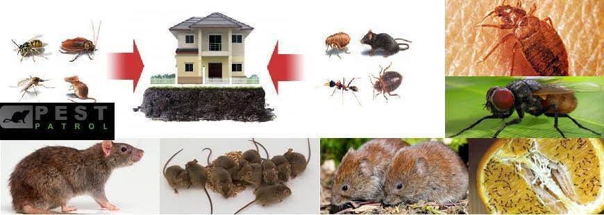 Usługi DDD - Pest Patrol