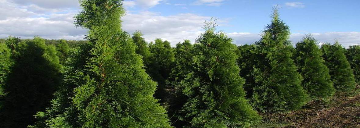 Serdyńscy Szkółka Drzew i Krzewów Ozdobnych