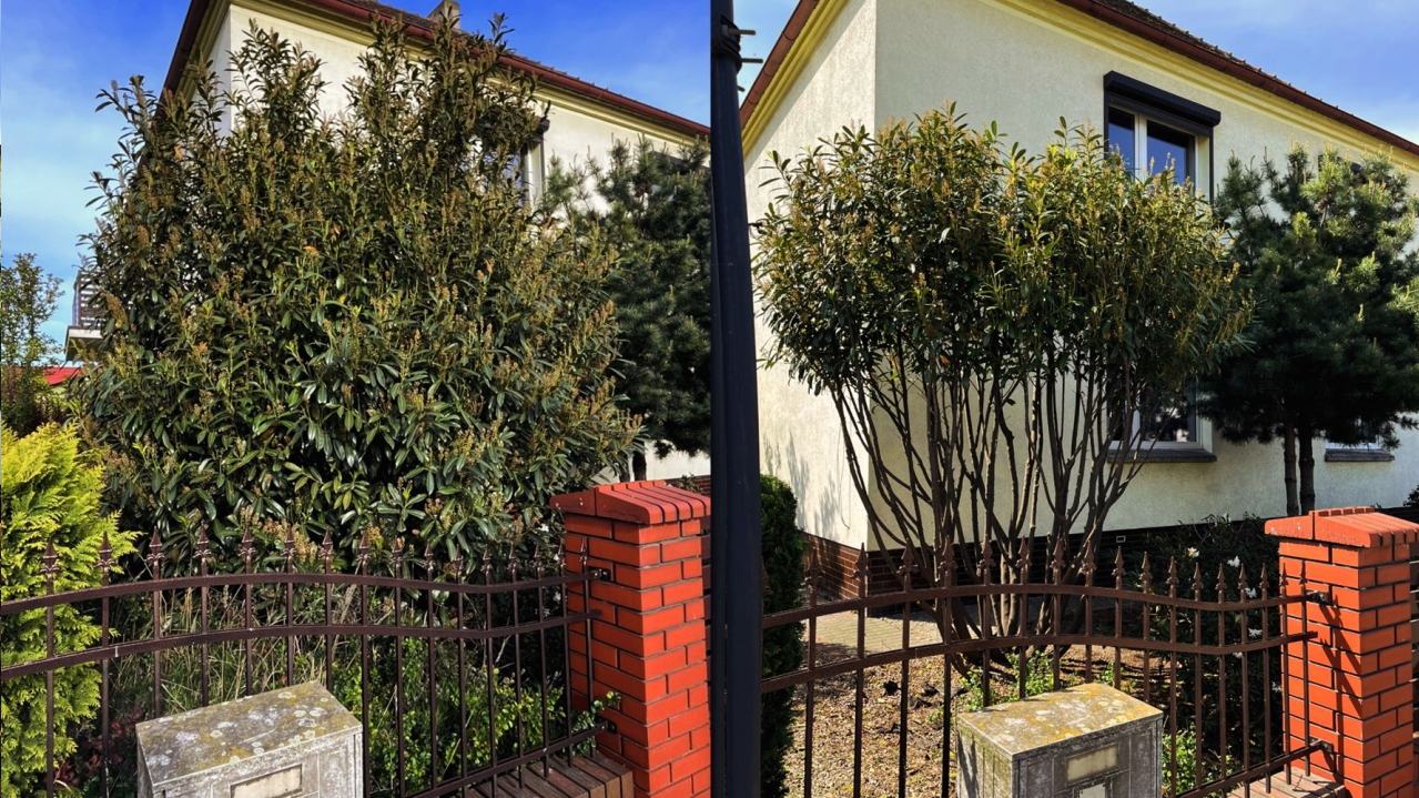 pielęgnacja ogrodów, przycinanie krzaków