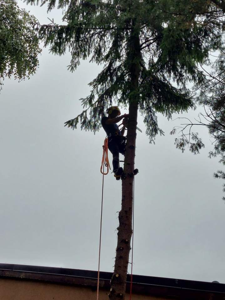 wycinka drzew, wycinka drzew metodą alpinistyczną