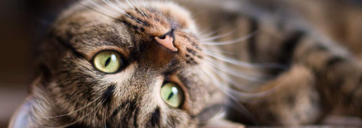 Logo Teatr z Kotem Magda Kacprzak