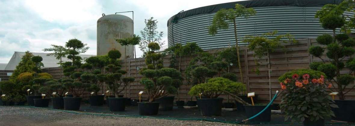 Lichoń Grzegorz. Szkółka drzew i krzewów ozdobnych