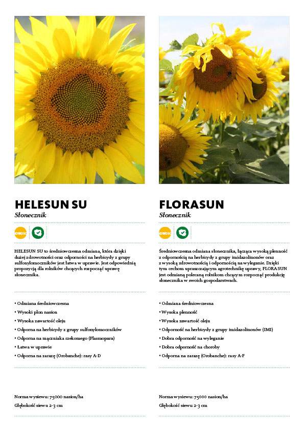 słoneczniki