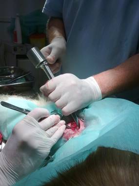 leczenie nowotworów u zwierząt