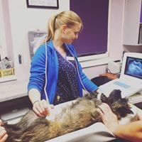 chirurgia weterynaryjna