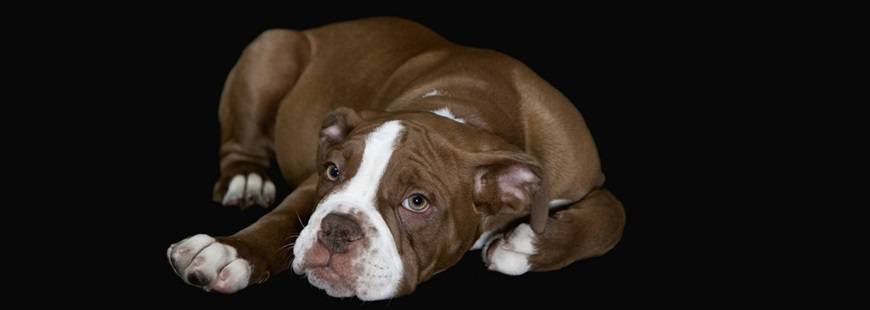 Fundacja na Rzecz Ochrony Praw Zwierząt Drugie Życie Bulla