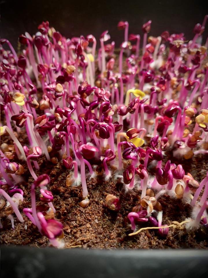 mikroliście brokuła