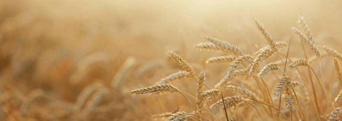 Artur Barczak Gospodarstwo rolne