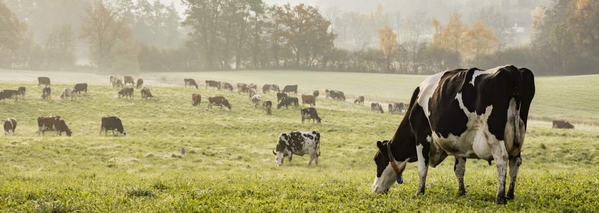 Mikpol FH Michał Mikulko