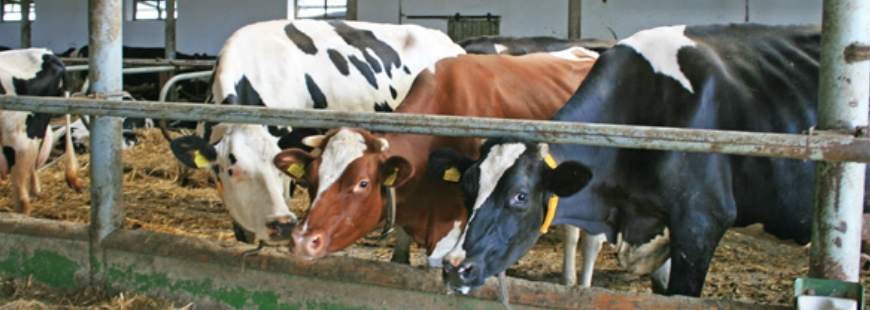 Strzelecka Spółdzielnia Producentów Mleka