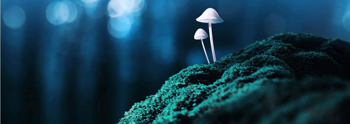 Fabian Przybysz Light Island