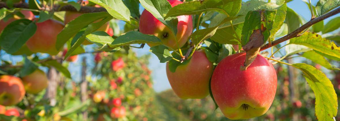 Marcin Plewik Gospodarstwo Rolno-Szkółkarskie