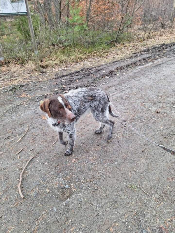 Hotele dla zwierząt