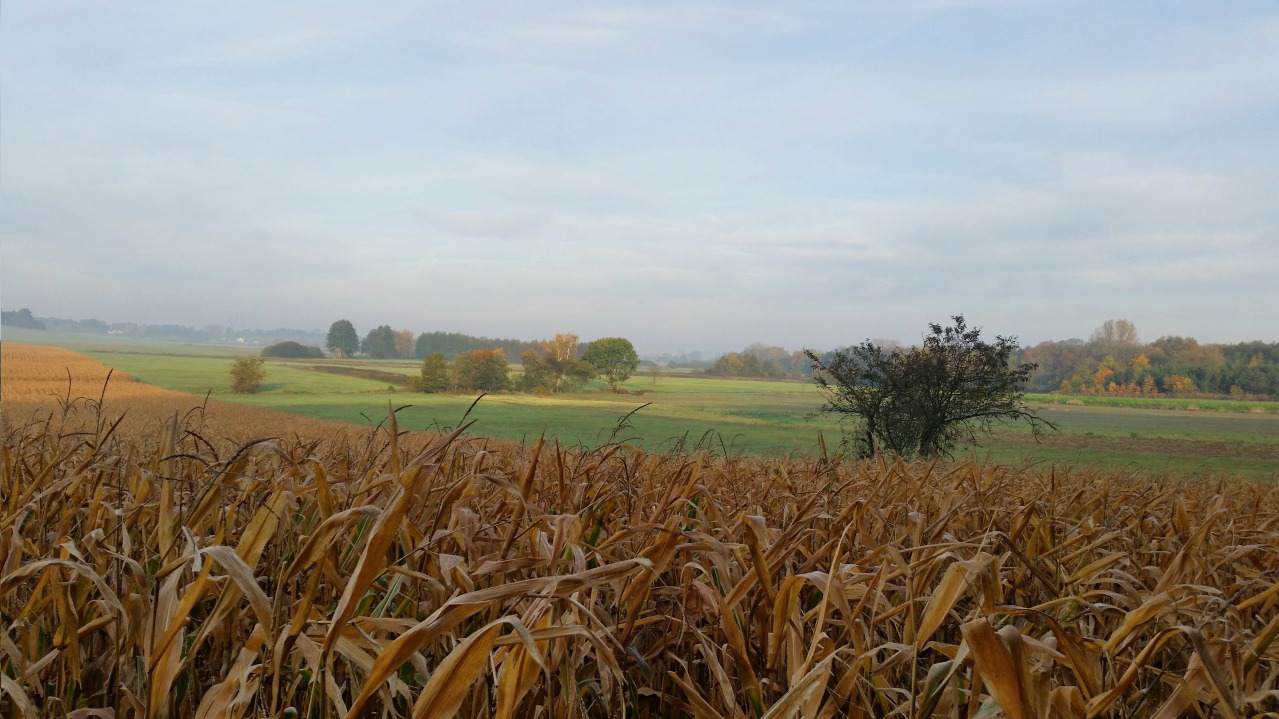 działki na sprzedaż