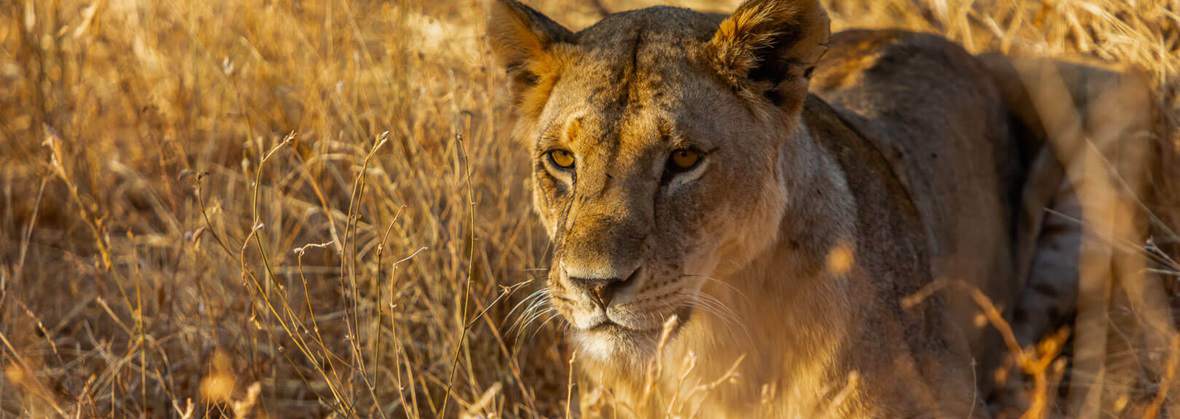Alta Qualita Anetta Ostalczyk-Białek