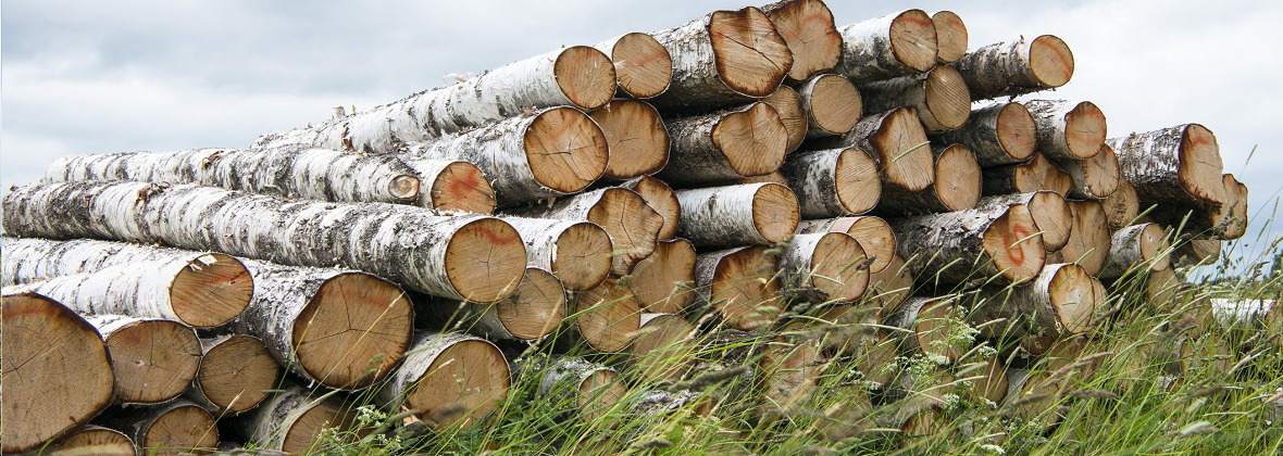 CORWOOD - Tartak Maciej Dereń