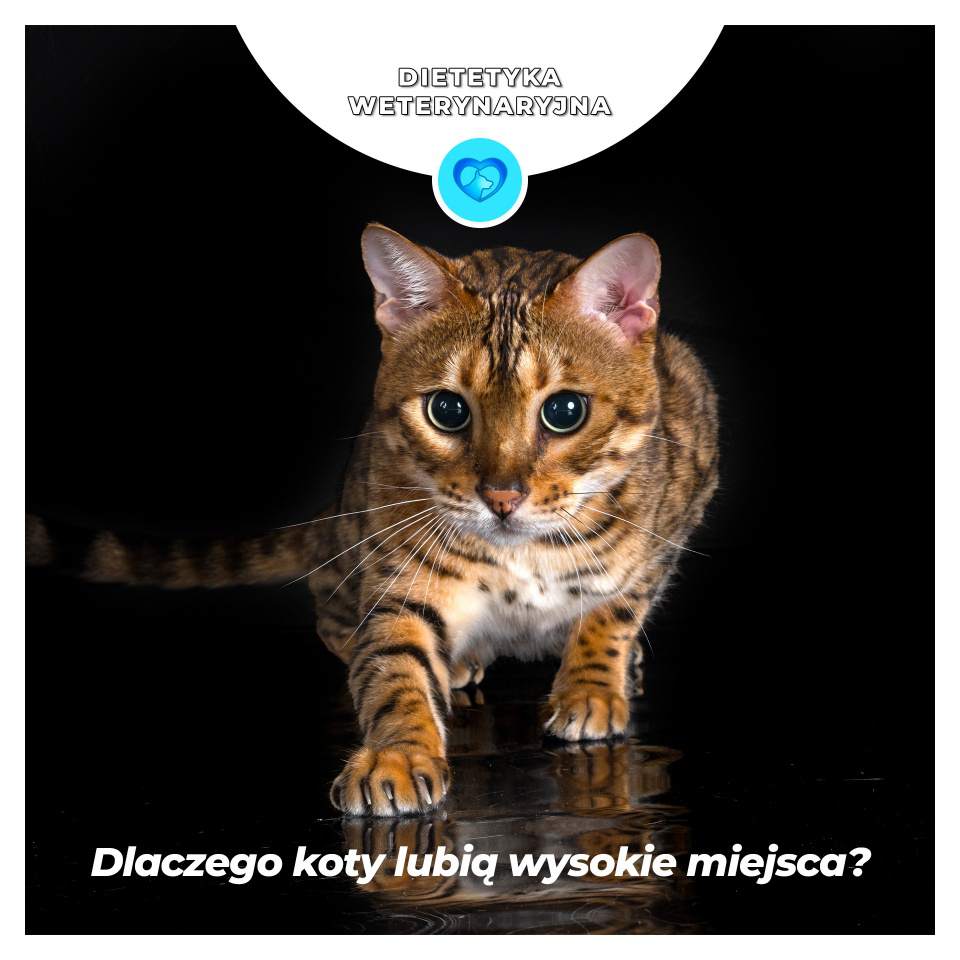 dieta dla psów, dieta dla kotów, konsultacje żywieniowe dla psa lub kota