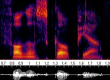 ekspertyzy fonoskopijne