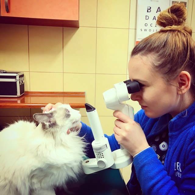 lekarz weterynarii