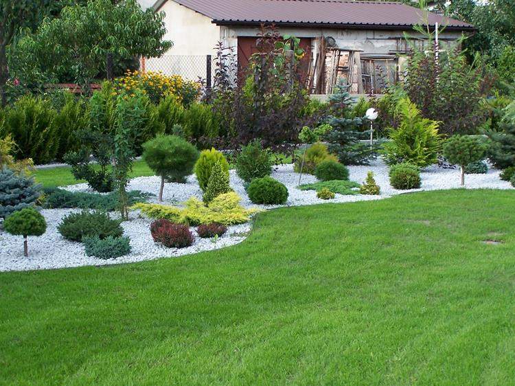 sprzedaż drzew owocowych