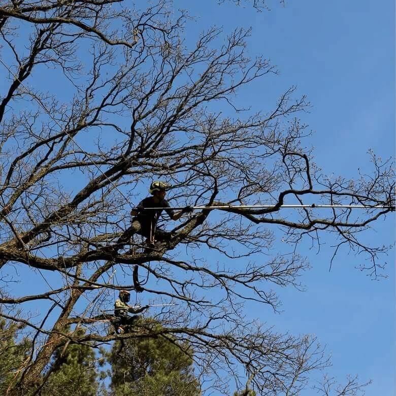 przycinanie gałęzi