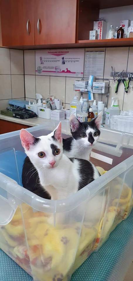 lecznica dla zwierząt